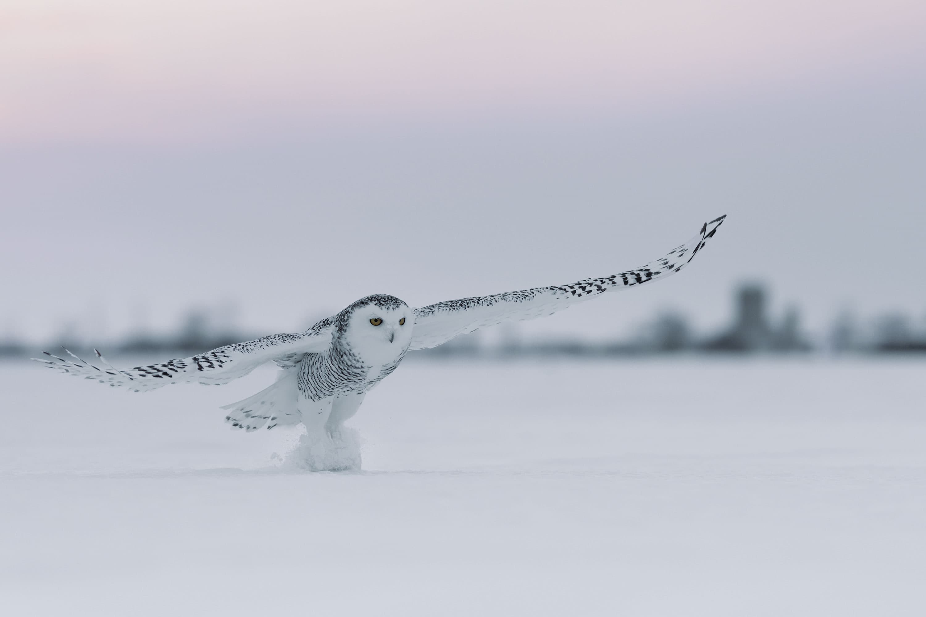 Fjälluggla lyfter över snötäckt vidd
